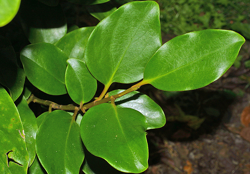 Griselinia littoralis The University of Auckland